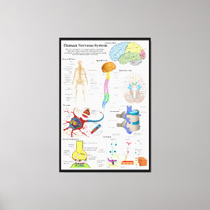 Toile Esprit humain et diagramme de système nerveux