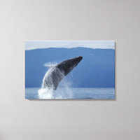 États-Unis, Alaska, Angoon, baleine à bosse (Megap