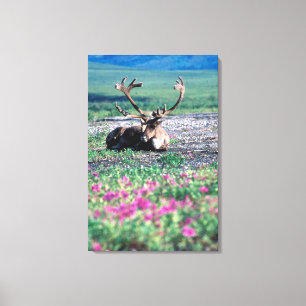 Toile États-Unis, Alaska, Parc national de Denali, Carib
