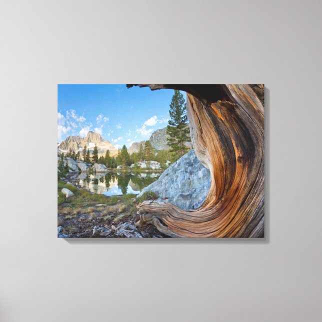 Toile États-Unis, Californie, Forêt nationale d'Inyo. An (Recto)