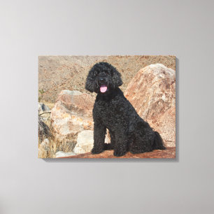 Toile États-Unis, Californie. Garde de Labradoodle