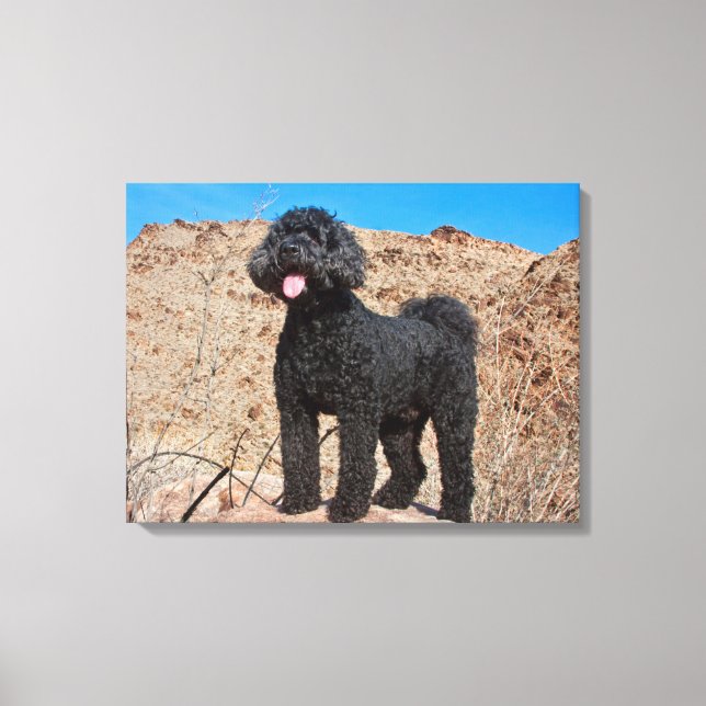 Toile États-Unis, Californie. Labradoodle (Recto)