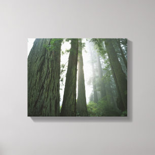 Toile États-Unis, Californie, Parc national de Redwood,