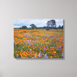 Toile États-Unis, Californie, Santa Margarita, Avenales