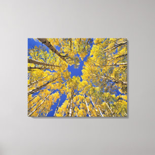 Toile États-Unis, Colorado, région d'Aspen. Forêt de tre