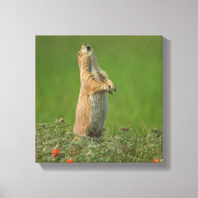 Toile États-Unis, Dakota du Sud, Parc d'État de Custer (Recto)