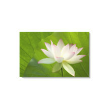 États-Unis, DC, Washington, Kenilworth Aquatic