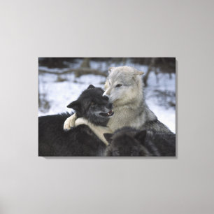 Toile États-Unis, Montana, Loups jouant dans la neige