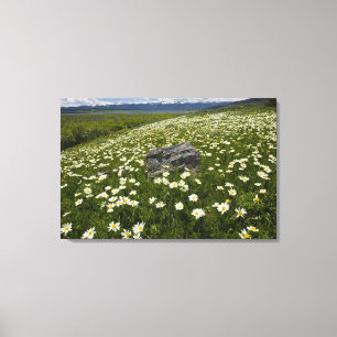 Toile États-Unis, Montana, Marguerite sauvage en fleurs