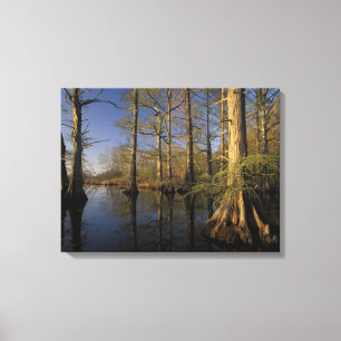 Toile États-Unis, Tennessee. Reelfoot National Wildlife
