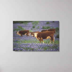 Toile États-Unis, Texas, Texas Hill Country, Hereford