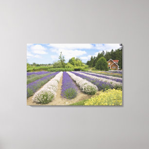 Toile États-Unis, WA, Sequim, Purple Haze Lavender Farm