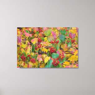 Toile États-Unis, Washington, comté de Spokane, Feuilles