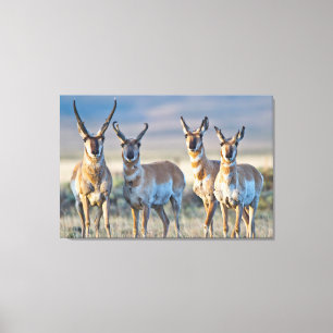 Toile États-Unis, Wyoming, quatre antilopes pronghorn mâ