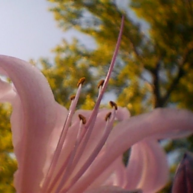 Toile Été (Créateur téléchargé)