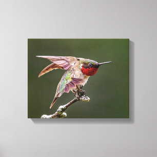 Toile Étiquettes de colibri Imprimer photo