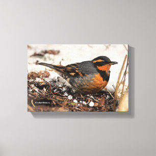 Toile Étonnant oiseau-chanteur à la grive variée dans la
