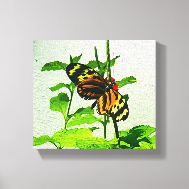 Toile Eueides Isabella (Recto)