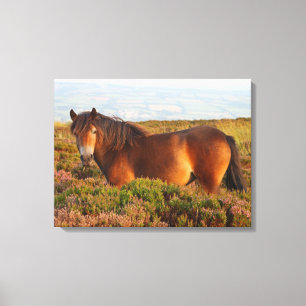Toile Exmoor pony, cheval, Somerset, Angleterre