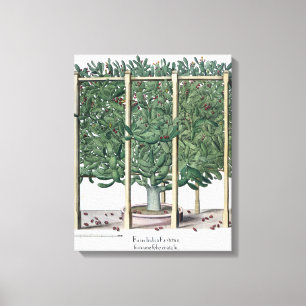 Toile Eystettensis indica de Ficus, du 'Hortus Eystet