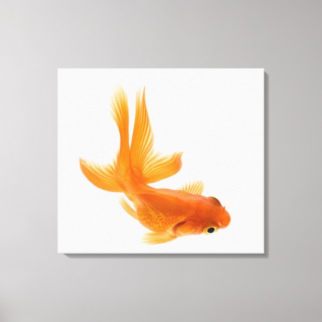 Toile Fantail (Carassius auratus) 2 (Recto)