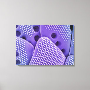 Toile Fermeture des fruits de Diatom (Mlychenensis)