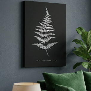 Toile Fern - Gymnogramma Chrysophylla. Effet de rayons X