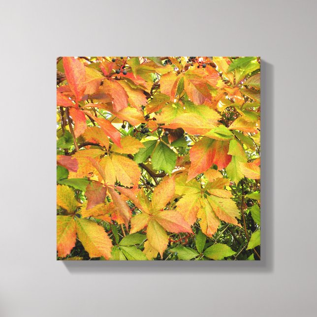 Toile Feuille sauvage de vigne d'automne (Recto)