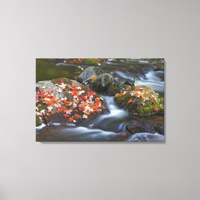 Toile Feuilles d'érable rouge tapis les rochers dans (Recto)
