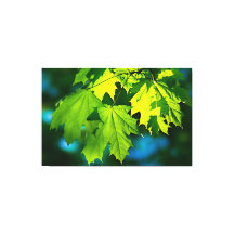 Feuilles d'érable vert frais