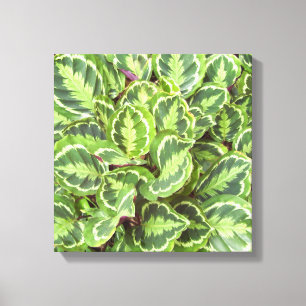 Toile Feuilles verts
