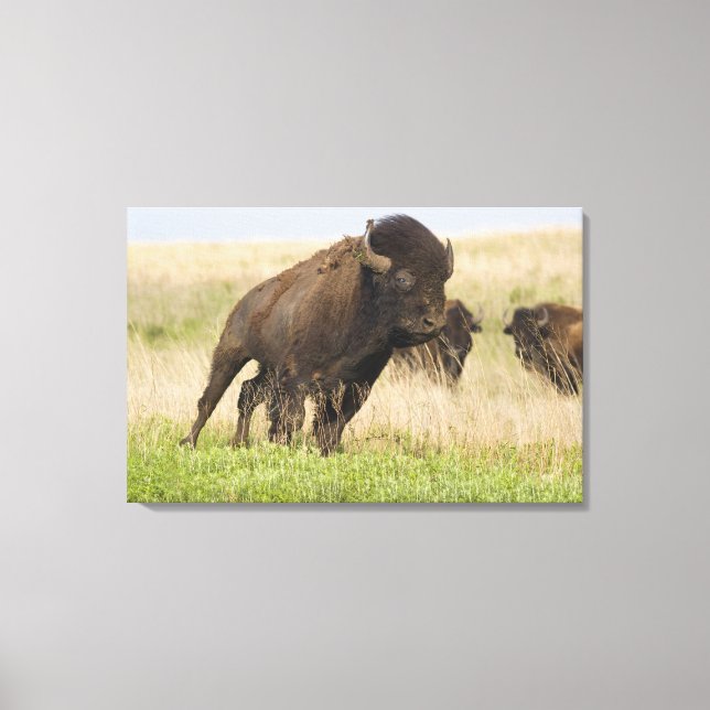 Toile Fiesty jeune bison bull at Tallgrass (Recto)