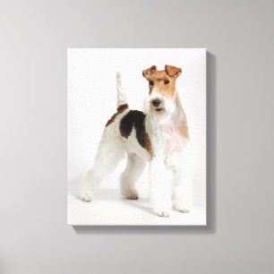 Toile Fil Fox Terrier Chien Photo