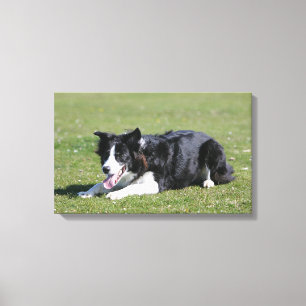 Toile Fixation de border collie