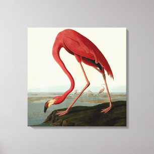 Toile Flamant rose américain d'Audubon