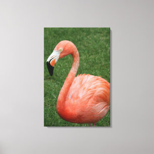 Toile Flamant rose rose