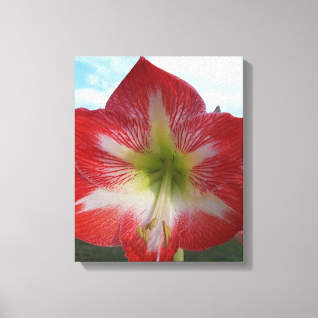 Toile Fleur d'Amaryllis rouge et blanc contre ciel (Recto)