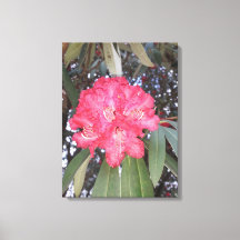 Fleur d'arbre rouge