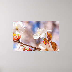 Toile Fleur de cerisier blanche ensoleillée et feuilles 