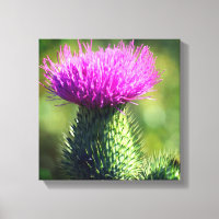 Fleur de chardon violet