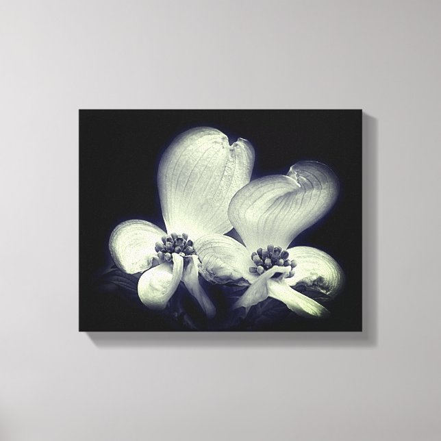 Toile Fleur De Dogwood Fleur Noir Et Blanc (Recto)