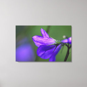 Toile Fleur de jacinthe dans l'Independence Pass en