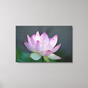 Toile Fleur de Lotus et sa signification