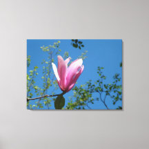 fleur de magnolia mauve de printemps dans le ciel
