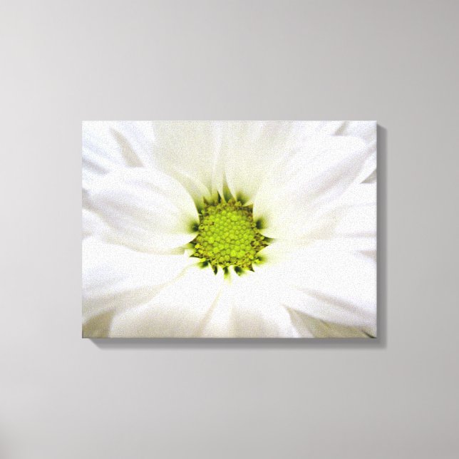 Toile Fleur de marguerite blanche pure. Art photographiq (Recto)