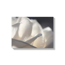 Fleur de pétales de rose blanche