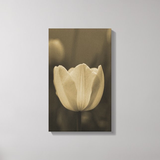 Toile Fleur de tulipe unique de sépia tonique fleurit de (Recto)