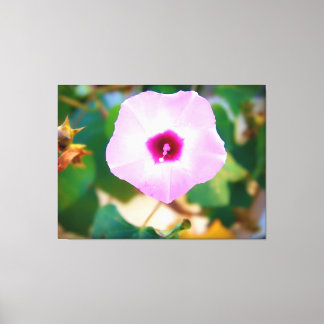 Toile Fleur de volubilis rose