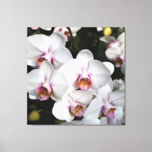 Toile Fleur d'orchidée blanche exotique. Photographie fl