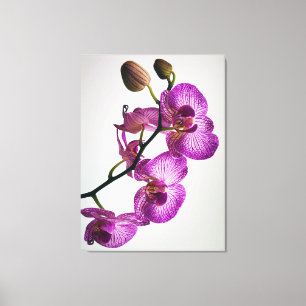 Toile Fleur d'orchidée pourpre